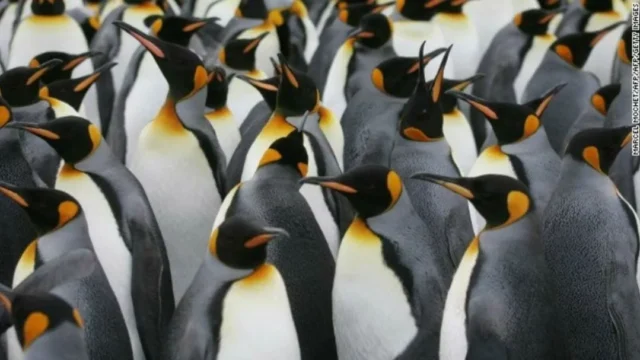 pinguinos-las-fascinantes-aves-del-hemisferio-sur-y-su-rol-ecologico Descubre el mundo de los pingüinos, aves emblemáticas del hemisferio sur que sorprenden por su adaptabilidad y comportamiento social.