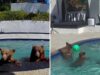 Oso rescatista convierte piscina en refugio natural en California Una curiosa convivencia entre osos y humanos en California se vuelve viral. Descubre cómo esta pareja maneja la situación.