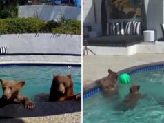Oso rescatista convierte piscina en refugio natural en California Una curiosa convivencia entre osos y humanos en California se vuelve viral. Descubre cómo esta pareja maneja la situación.