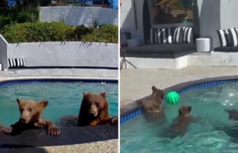 Oso rescatista convierte piscina en refugio natural en California Una curiosa convivencia entre osos y humanos en California se vuelve viral. Descubre cómo esta pareja maneja la situación.