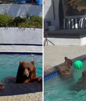Oso rescatista convierte piscina en refugio natural en California Una curiosa convivencia entre osos y humanos en California se vuelve viral. Descubre cómo esta pareja maneja la situación.