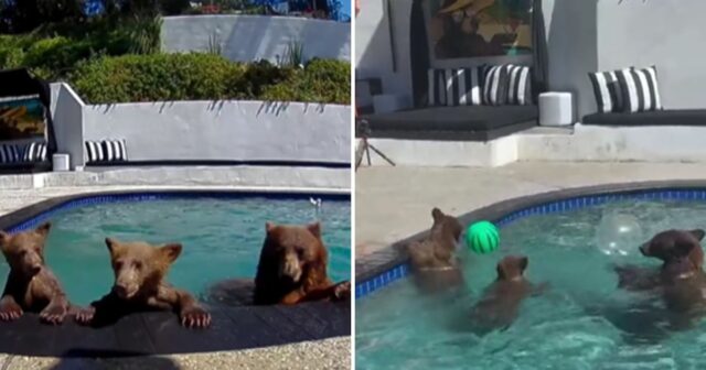 oso-rescatista-convierte-piscina-en-refugio-natural-en-california Una curiosa convivencia entre osos y humanos en California se vuelve viral. Descubre cómo esta pareja maneja la situación.