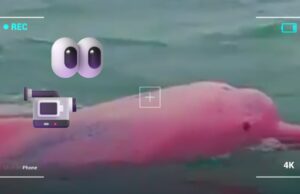 Delfín rosa en Omán: Avistamiento sorprendente y su autenticidad El descubrimiento de un delfín rosa en Omán ha capturado la atención de expertos y de las redes sociales. ¿Real o fake?