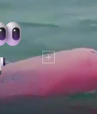Delfín rosa en Omán: Avistamiento sorprendente y su autenticidad El descubrimiento de un delfín rosa en Omán ha capturado la atención de expertos y de las redes sociales. ¿Real o fake?