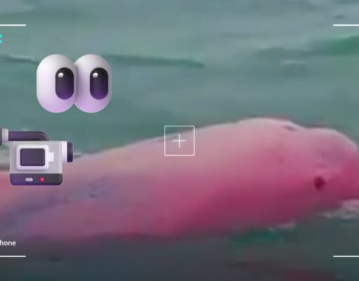 Delfín rosa en Omán: Avistamiento sorprendente y su autenticidad El descubrimiento de un delfín rosa en Omán ha capturado la atención de expertos y de las redes sociales. ¿Real o fake?