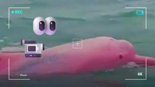 delfin-rosa-en-oman-avistamiento-sorprendente-y-autenticidad El descubrimiento de un delfín rosa en Omán ha capturado la atención de expertos y de las redes sociales. ¿Real o fake?