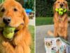 Finley el perro que puede sostener seis pelotas de tenis Descubre la increíble historia de Finley, el perro que ha sorprendido a todos sosteniendo seis pelotas de tenis al mismo tiempo.