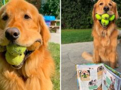 Finley el perro que puede sostener seis pelotas de tenis Descubre la increíble historia de Finley, el perro que ha sorprendido a todos sosteniendo seis pelotas de tenis al mismo tiempo.