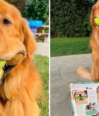Finley el perro que puede sostener seis pelotas de tenis Descubre la increíble historia de Finley, el perro que ha sorprendido a todos sosteniendo seis pelotas de tenis al mismo tiempo.