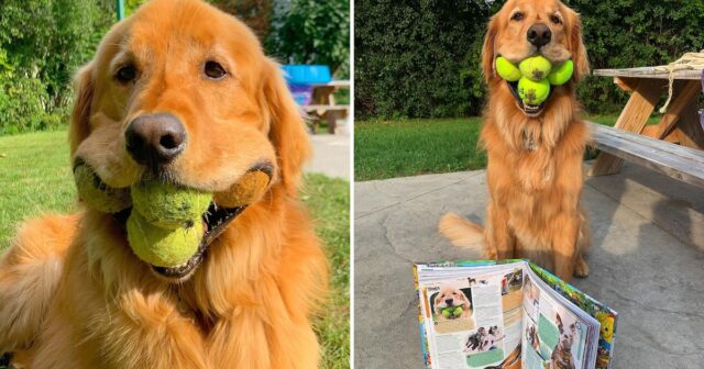 finley-el-perro-que-puede-sostener-seis-pelotas-de-tenis Descubre la increíble historia de Finley, el perro que ha sorprendido a todos sosteniendo seis pelotas de tenis al mismo tiempo.