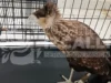 Rescate de aves silvestres en Izcalli marca un hito ambiental Recientemente, dos aves silvestres fueron rescatadas en Izcalli, resaltando la importancia de la conservación y protección de la fauna.