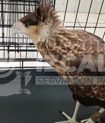 Rescate de aves silvestres en Izcalli marca un hito ambiental Recientemente, dos aves silvestres fueron rescatadas en Izcalli, resaltando la importancia de la conservación y protección de la fauna.