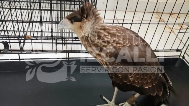rescate-de-aves-silvestres-en-izcalli Recientemente, dos aves silvestres fueron rescatadas en Izcalli, resaltando la importancia de la conservación y protección de la fauna.