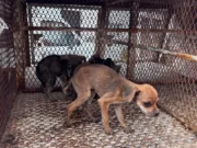 Rescate de 10 caninos y un felino en Toluca durante operativo coordinado Un operativo en Toluca asegura 10 caninos y un felino, destacando la importancia del rescate animal en la comunidad.