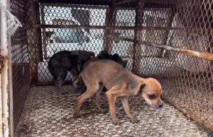 Rescate de 10 caninos y un felino en Toluca durante operativo coordinado Un operativo en Toluca asegura 10 caninos y un felino, destacando la importancia del rescate animal en la comunidad.