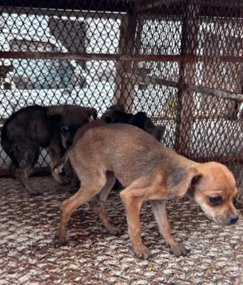 Rescate de 10 caninos y un felino en Toluca durante operativo coordinado Un operativo en Toluca asegura 10 caninos y un felino, destacando la importancia del rescate animal en la comunidad.