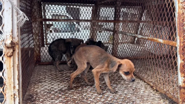 rescate-de-10-caninos-y-un-felino-en-toluca-durante-operativo-coordinado Un operativo en Toluca asegura 10 caninos y un felino, destacando la importancia del rescate animal en la comunidad.