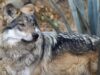 Tragedia y esperanza en la conservación del lobo mexicano La reciente muerte de lobos mexicanos en Sonora resalta los desafíos de su protección en ecosistemas vulnerables.