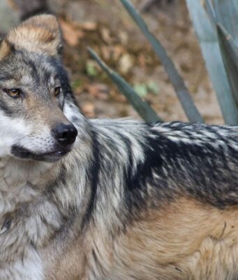Tragedia y esperanza en la conservación del lobo mexicano La reciente muerte de lobos mexicanos en Sonora resalta los desafíos de su protección en ecosistemas vulnerables.