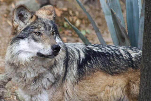 tragedia-y-esperanza-en-la-conservacion-del-lobo-mexicano La reciente muerte de lobos mexicanos en Sonora resalta los desafíos de su protección en ecosistemas vulnerables.